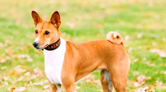 巴仙吉犬多少钱一只?整体波动不是很大 巴仙吉犬多少钱一只?整体波动不是很大
