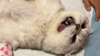 公猫绝育后床上频繁乱尿怎么办？