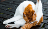 猫咪关节炎怎么治疗