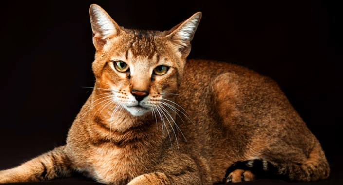 埃及猫：猫咪界的智商担当！
