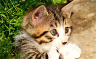 猫咪打喷嚏流鼻涕该如何护理