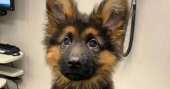 一只德牧宝宝的照片走红，网友惊呼：这就是我的心上狗