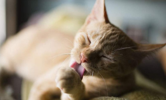 猫毛球症什么症状 猫毛球症什么症状