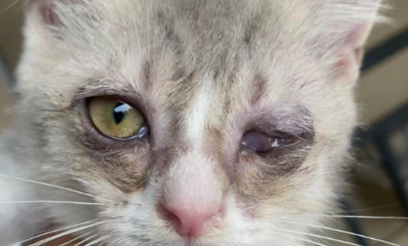 猫角膜炎和结膜炎区别 猫角膜炎和结膜炎区别