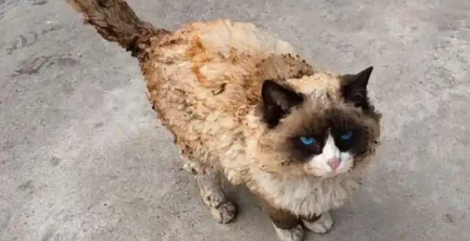 小猫烤火变“煤球”，毛焦了还不肯走，在温暖和危险边缘疯狂试探