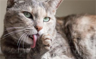 猫咪过度舔毛秃毛，是什么原因？