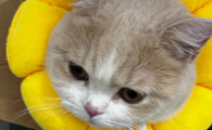 猫尿道造口手术感染伤口长不住怎么回事