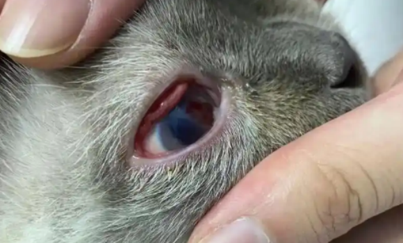 猫角膜炎能自愈吗