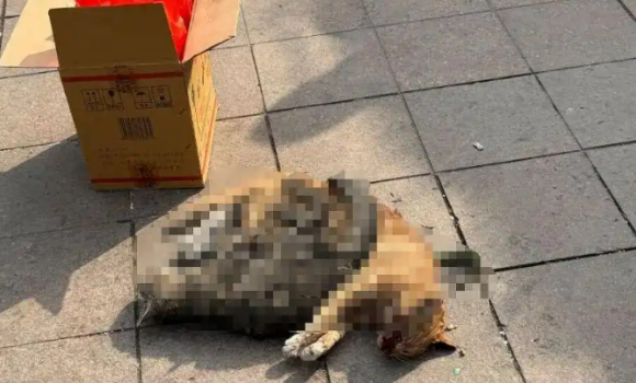 杭州被曝发生多起虐猫事件,猫咪或摔死或勒死 杭州被曝发生多起虐猫事件,猫咪或摔死或勒死