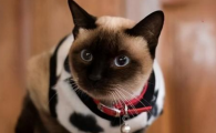 猫鼻支是什么原因引起的