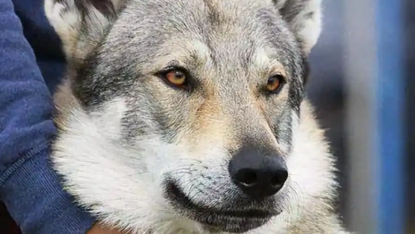 最不像狗的“捷克狼犬”，到底有什么魅力