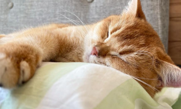  猫传染性腹膜炎能治好吗