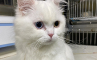 猫咪心丝虫病吃什么药