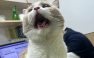 猫支气管肺炎气喘呕吐怎么办？