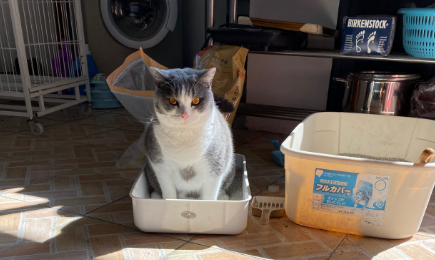 猫咪尿频尿血精神亢奋怎么办