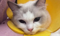 猫咪肺水肿排尿就好了吗