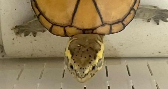 新手养龟不踩坑！这几种蛋龟，省心又好养