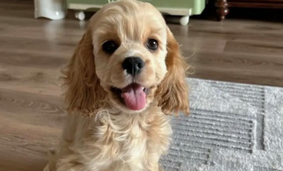 美国可卡犬好养吗，了解这些信息可以更好地饲养