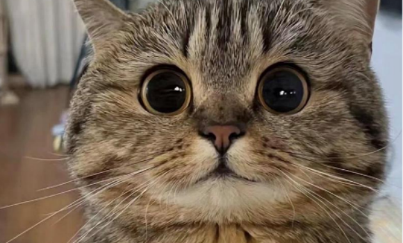 猫咪眼睑内翻自己会恢复吗 猫咪眼睑内翻自己会恢复吗