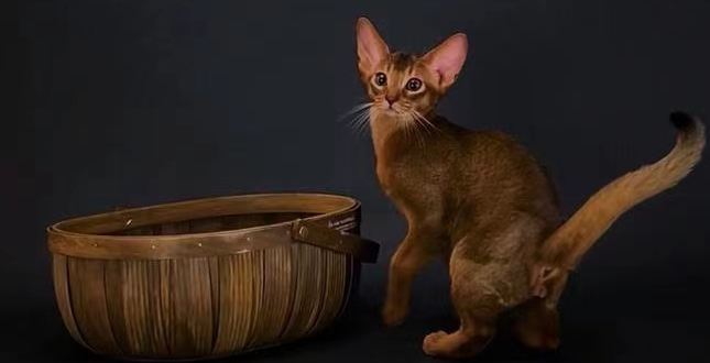 埃及猫最多能活多少年？有知道的吗？