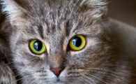 猫角膜炎不能超过几天