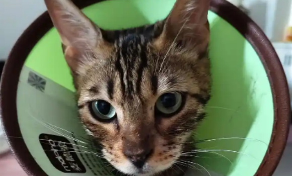 猫心丝虫会传染给其他猫吗 猫心丝虫会传染给其他猫吗