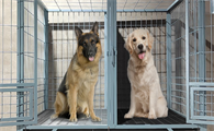 宠物笼子品牌推荐：小胖子笼具打造专业级犬舍体验