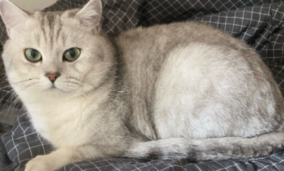 猫猫皮炎用什么药 猫猫皮炎用什么药