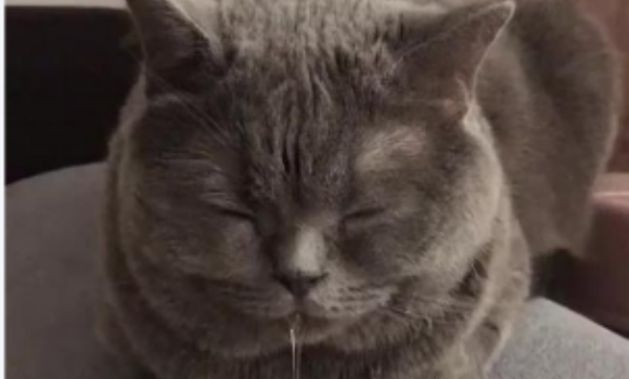猫咪牙周炎早期症状 猫咪牙周炎早期症状