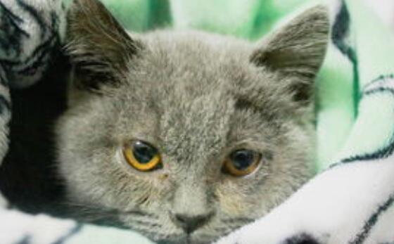 猫咪感冒流鼻涕能喂药缓解吗？