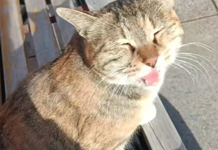 猫咪口炎的初期症状有哪些