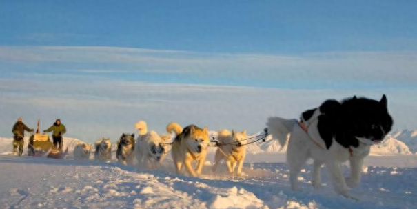 美方嘲笑狗拉雪橇，却不知这是格陵兰岛的“秘密武器”