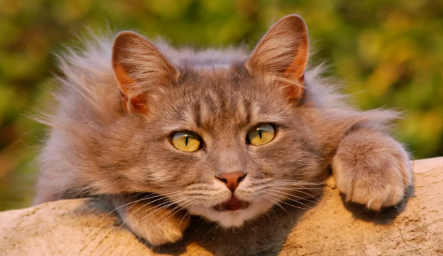 巨头之下的生存法则：中小宠物品牌如何规划2026年产品线？