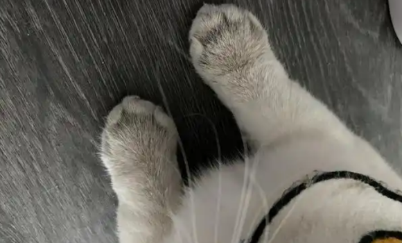 猫咪关节炎多久能好