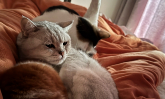 猫子宫蓄脓用什么消炎药好 猫子宫蓄脓用什么消炎药好