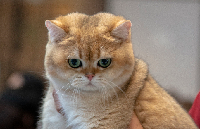 金渐层猫掉毛怎么办?3步科学护理，告别大块脱落!