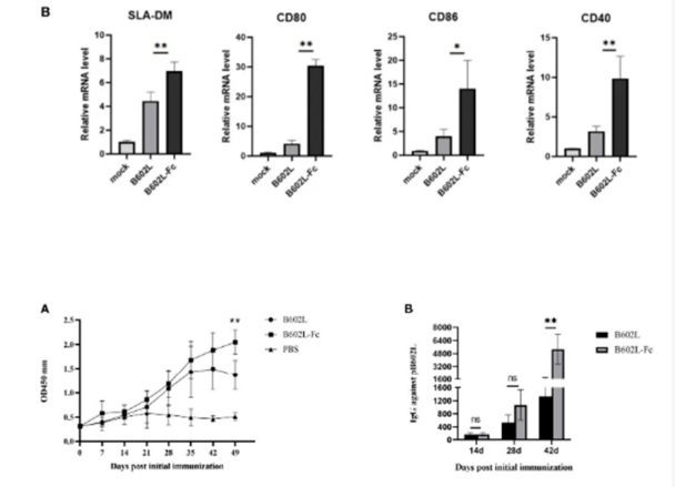 猪瘟亚单位疫苗抗原递呈原理及其对产品注册过程关联启示