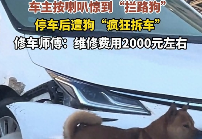 2026开年魔幻名场面!广东双狗为“爱情”拆车,车主欲哭无泪 2026开年魔幻名场面!广东双狗为“爱情”拆车,车主欲哭无泪