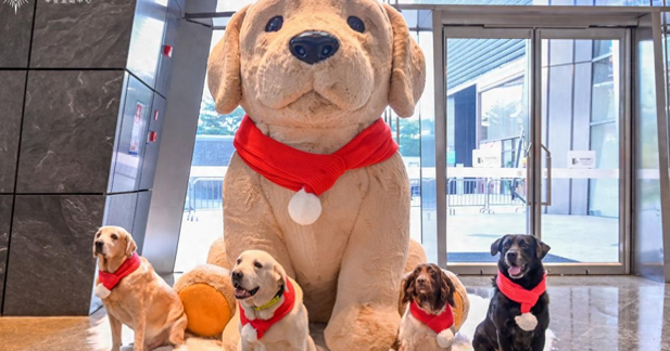 平安金融中心“汪汪队”小狗的真实身份竟是搜爆犬 平安金融中心“汪汪队”小狗的真实身份竟是搜爆犬