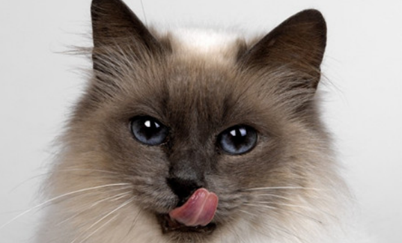 猫弓形虫用什么驱虫药