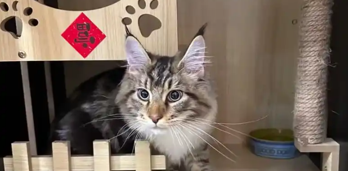 市场规模达3126亿 宠物经济跨界融合掀热潮 市场规模达3126亿 宠物经济跨界融合掀热潮