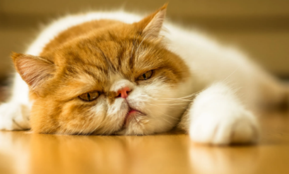 猫咪呼吸道感染怎么治