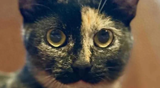 流浪猫妈带着两萌娃，竟在寒冬喜提新家