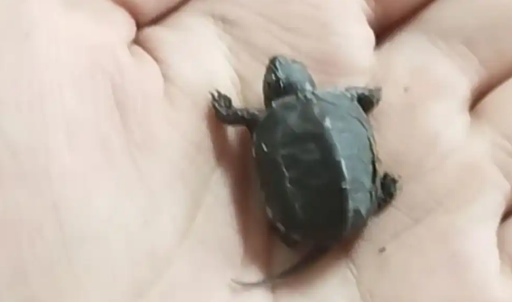 新手养龟不踩坑！这几种蛋龟，省心又好养