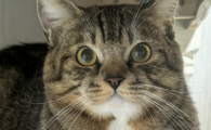 猫咪杯状病毒感染是什么原因