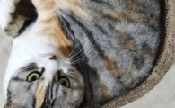 猫猫凝血功能不好要怎么治
