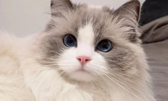 猫心脏病是怎么造成的