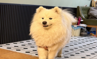 狗狗嘴臭是什么原因导致的