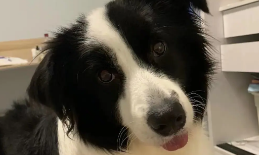 狗狗胰腺炎能自愈吗