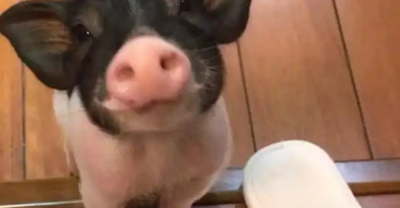 家有萌宠小香猪：新手铲屎官必备指南